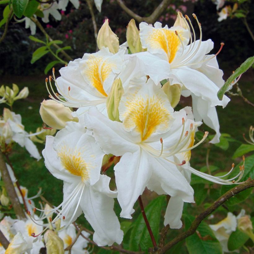 Azalea mollis Persil (Floración)