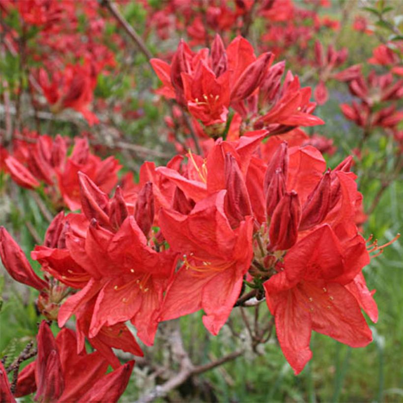 Azalea mollis Peter Koster (Floración)