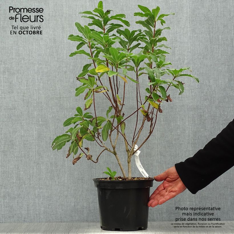 Ejemplar de Azalée de Chine Peter Koster - Azalea mollis Pot de 4L/5L entregado en otoño