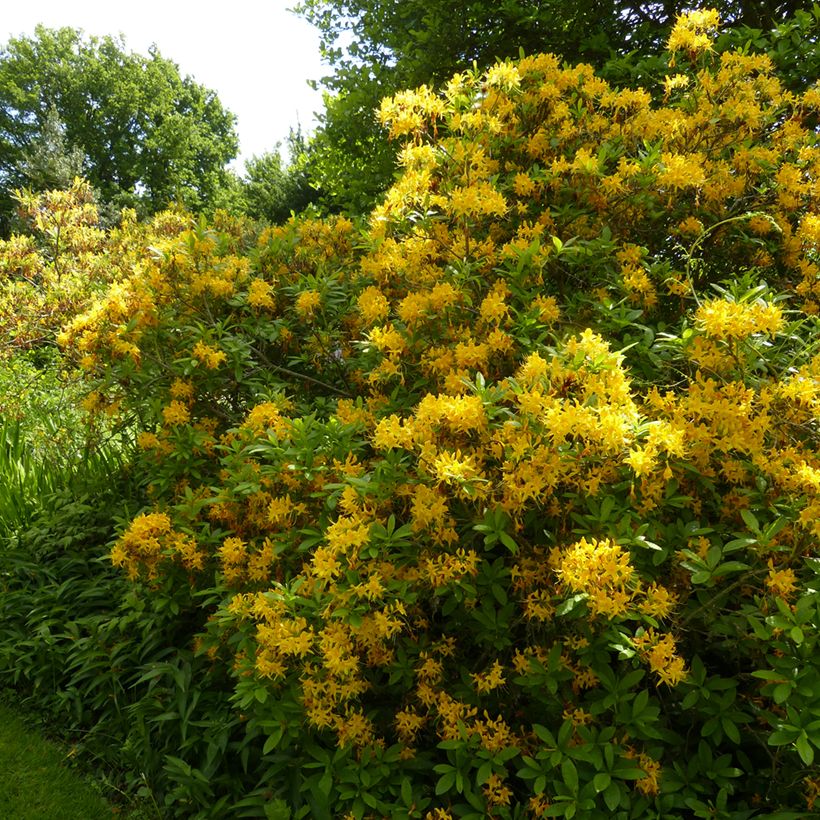 Azalea luteum (Porte)