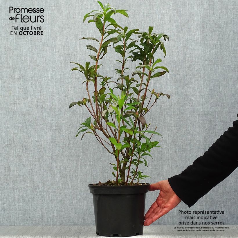 Ejemplar de Azalée de Chine Wallowa Red - Rhododendron hybride Pot de 4L/5L entregado en otoño