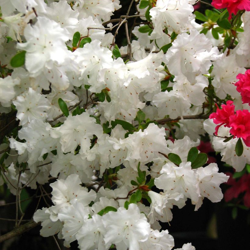 Azalea obtusum Adonis (Floración)