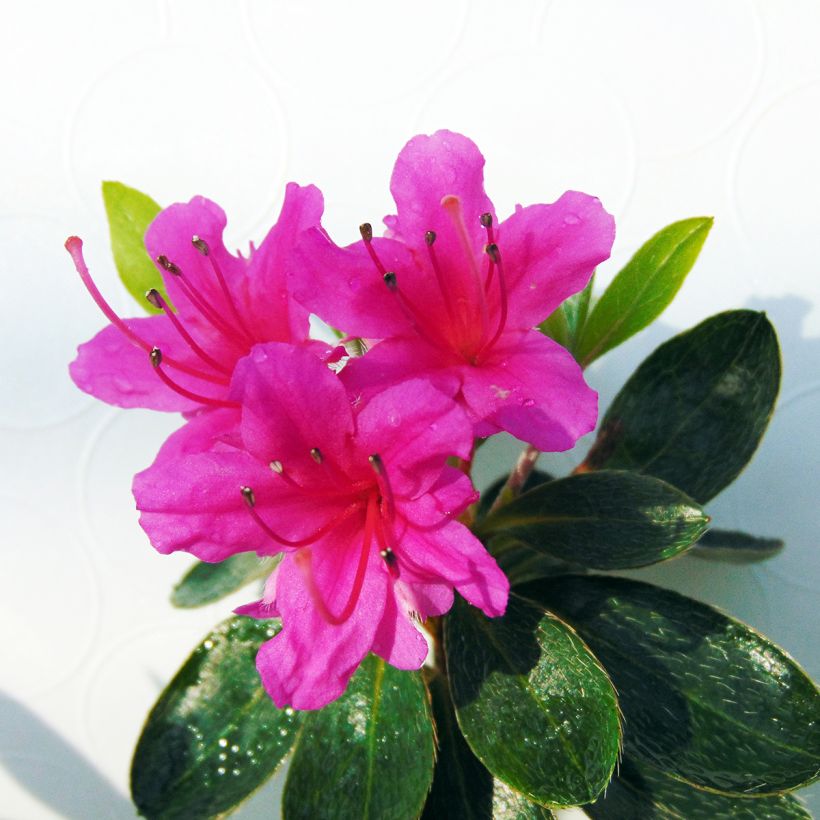 Azalea Amoena (Floración)