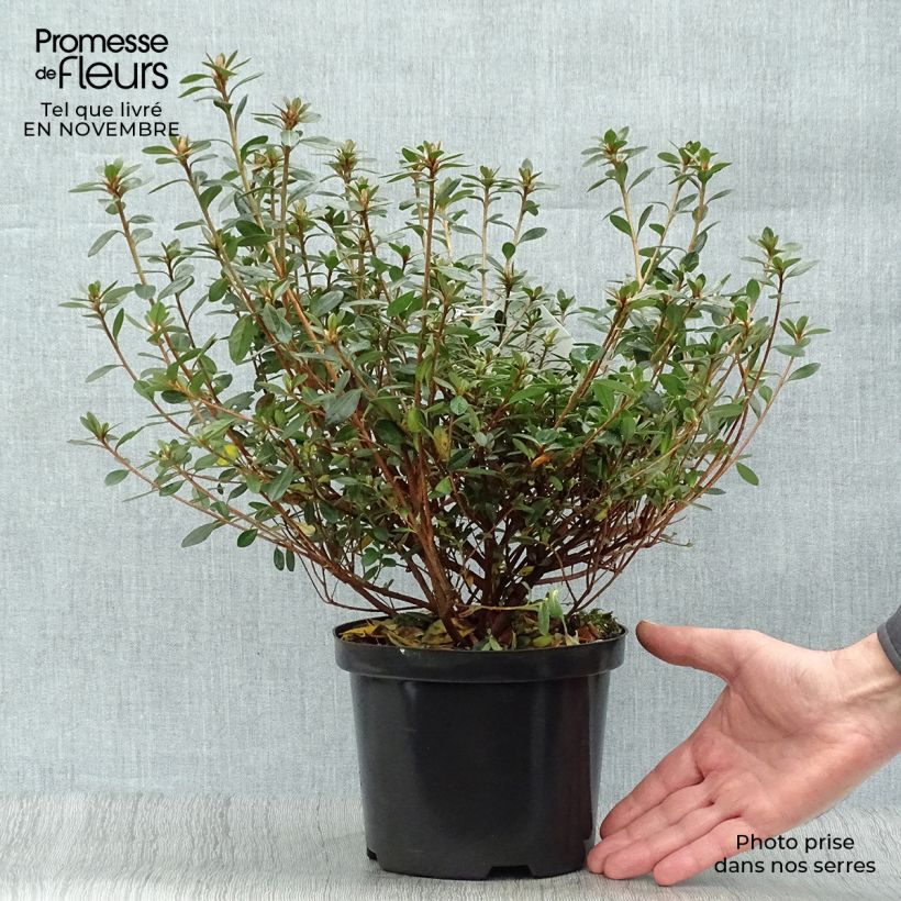 Ejemplar de Azalée du Japon Amoena - Rhododendron hybride en pot de 12l/15l entregado en otoño