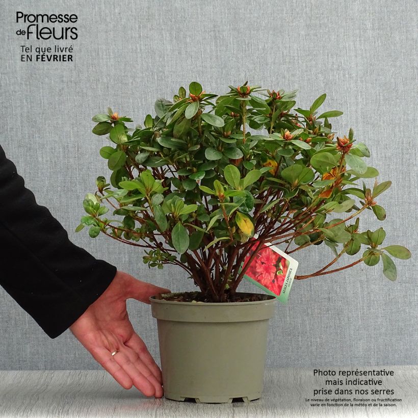 Azalée du Japon Ardeur - Rhododendron hybride Pot de 2L/3L Ejemplar entregado en invierno