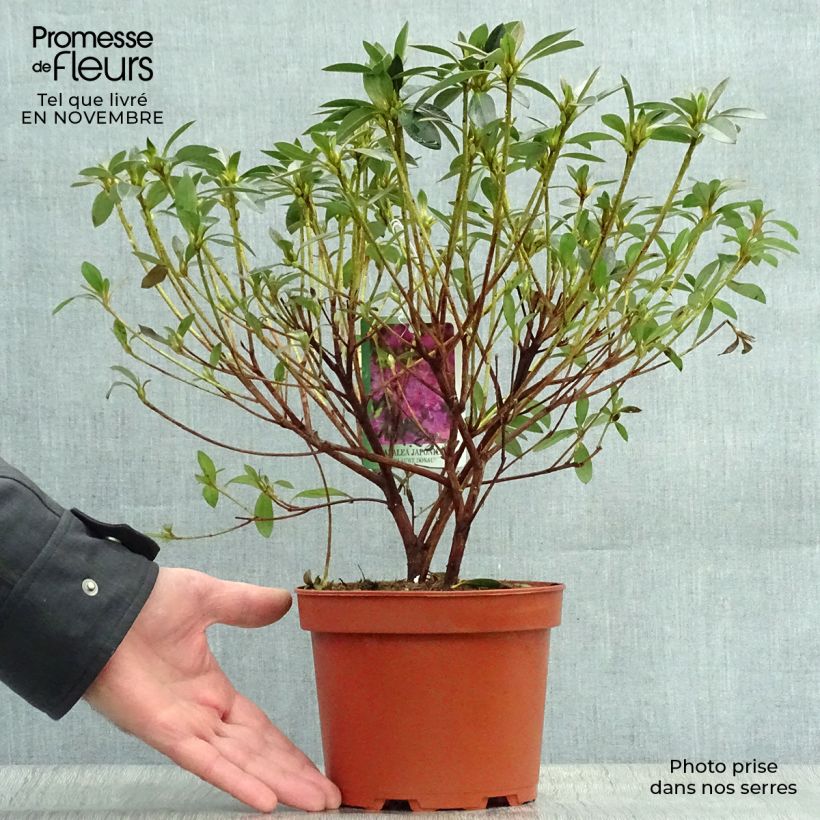 Ejemplar de Azalée du Japon Blue Danube - Rhododendron hybride. Pot de 2L/3L entregado en otoño