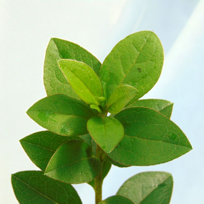 Azalea Eucharis (Follaje)