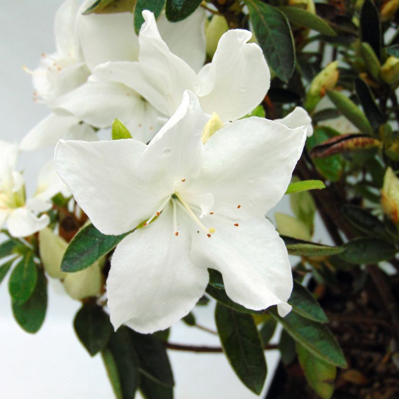 Azalea Eucharis (Floración)