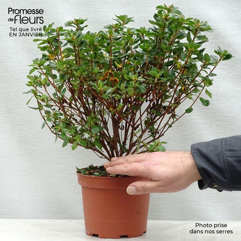 Azalée du Japon Hino-Crimson - Rhododendron hybride Pot de 2L/3L Ejemplar entregado en invierno