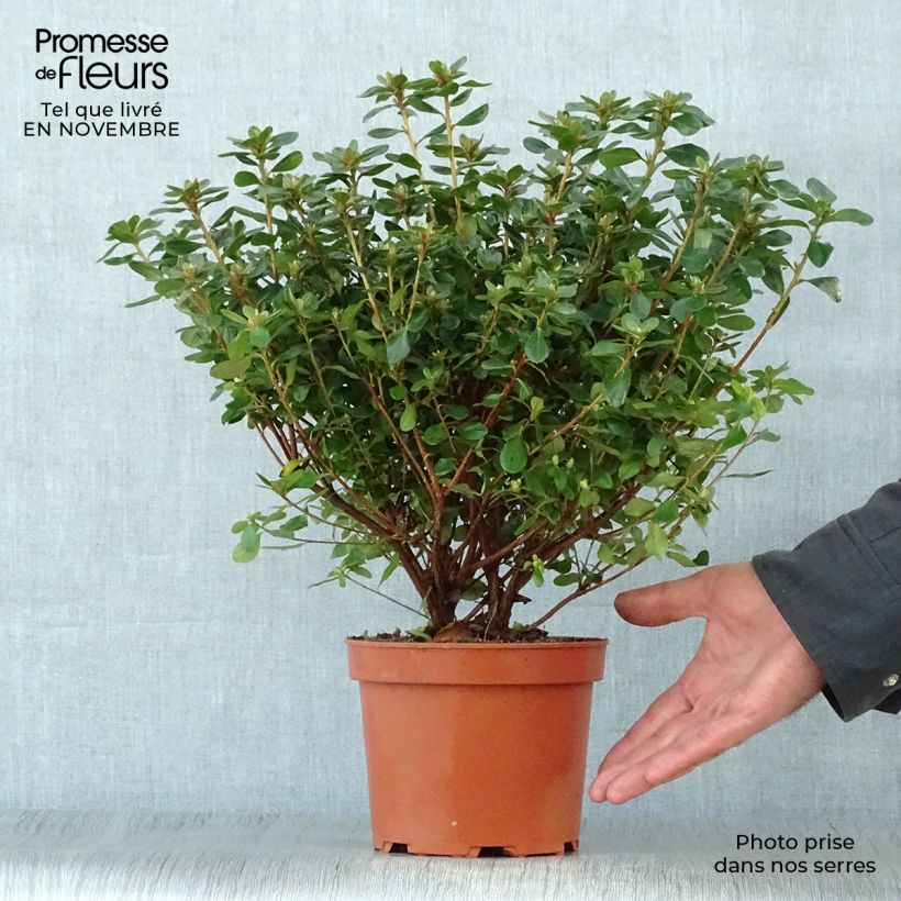 Ejemplar de Azalée du Japon Hino-Crimson - Rhododendron hybride Pot de 2L/3L entregado en otoño