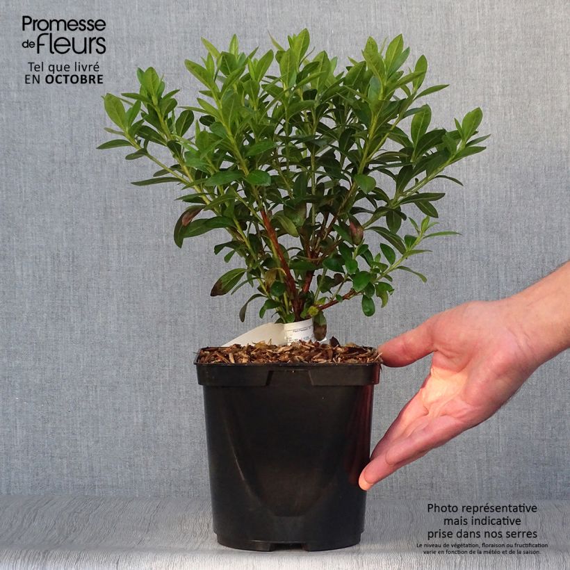 Ejemplar de Azalée du Japon Ho Oden - Rhododendron hybride Pot de 2L/3L entregado en otoño