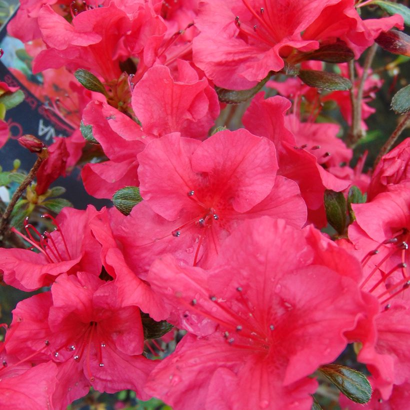 Azalea japonica Johanna (Floración)