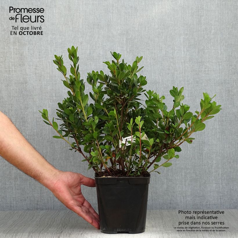 Ejemplar de Azalée du Japon Johanna - Rhododendron hybride Pot de 2L/3L entregado en otoño