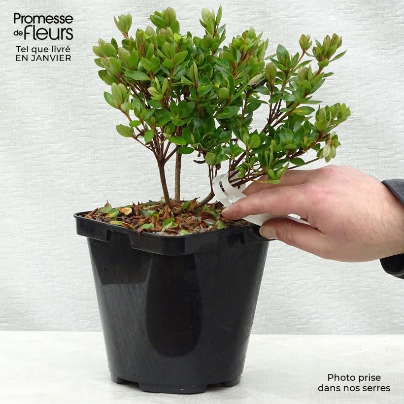 Azalée du Japon Kirin - Rhododendron hybride Pot de 2L/3L Ejemplar entregado en invierno