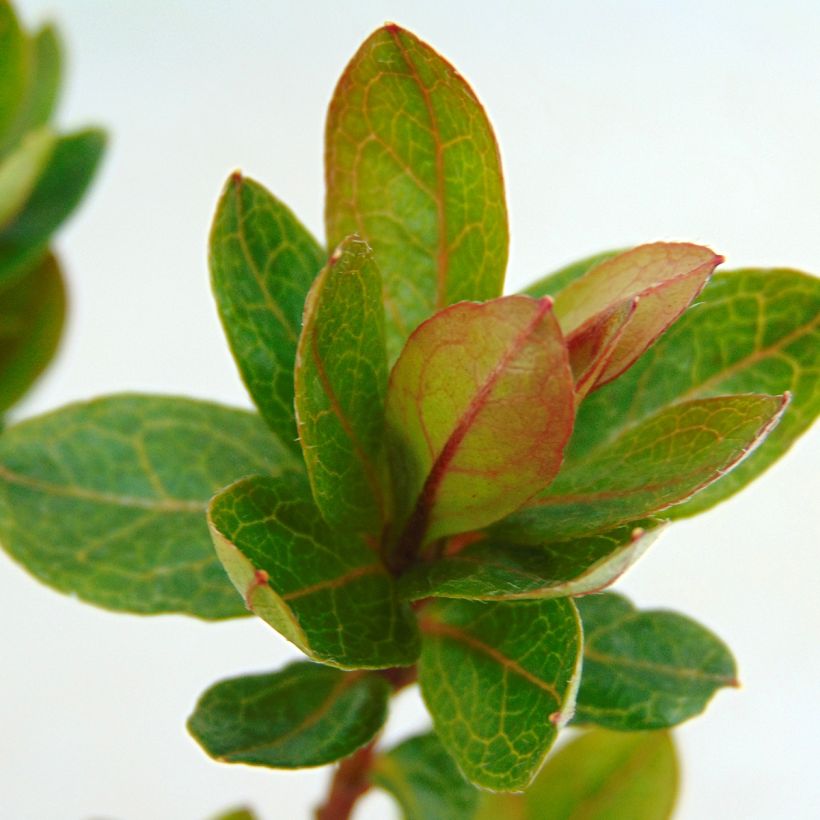 Azalea japonica Kirin (Follaje)