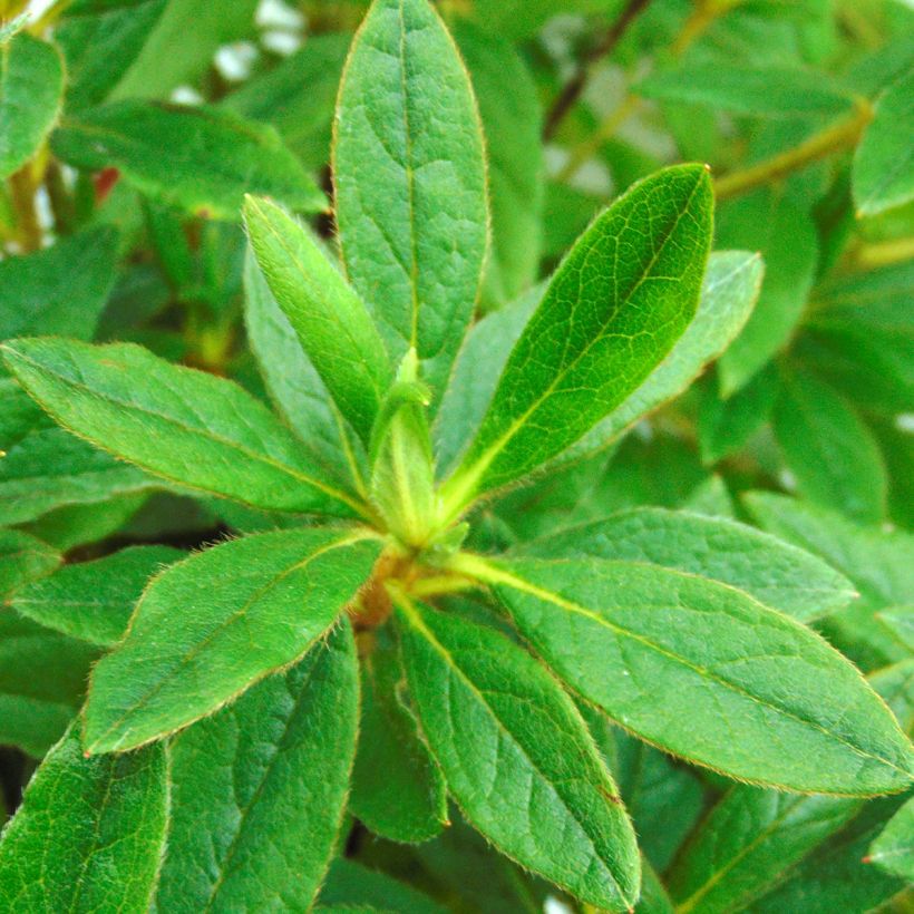 Azalea macrosepalum Koromo Shikibu (Follaje)