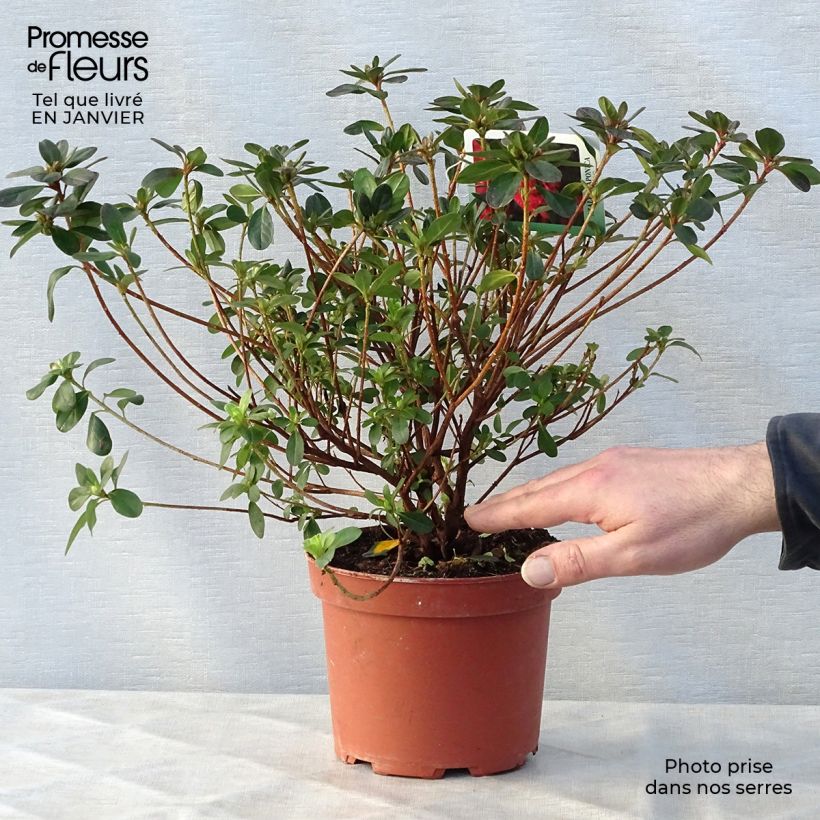 Azalée du Japon Moederdag - Rhododendron japonica Pot de 2L/3L Ejemplar entregado en invierno