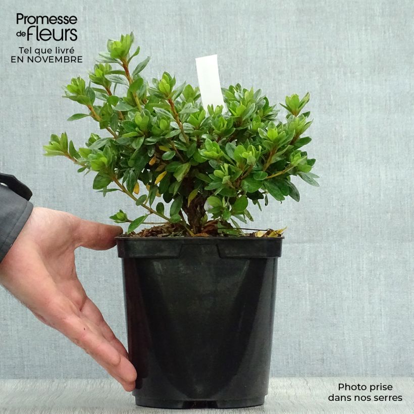 Ejemplar de Azalée du Japon Peggy Ann - Rhododendron kaempferi Pot de 2L/3L entregado en otoño