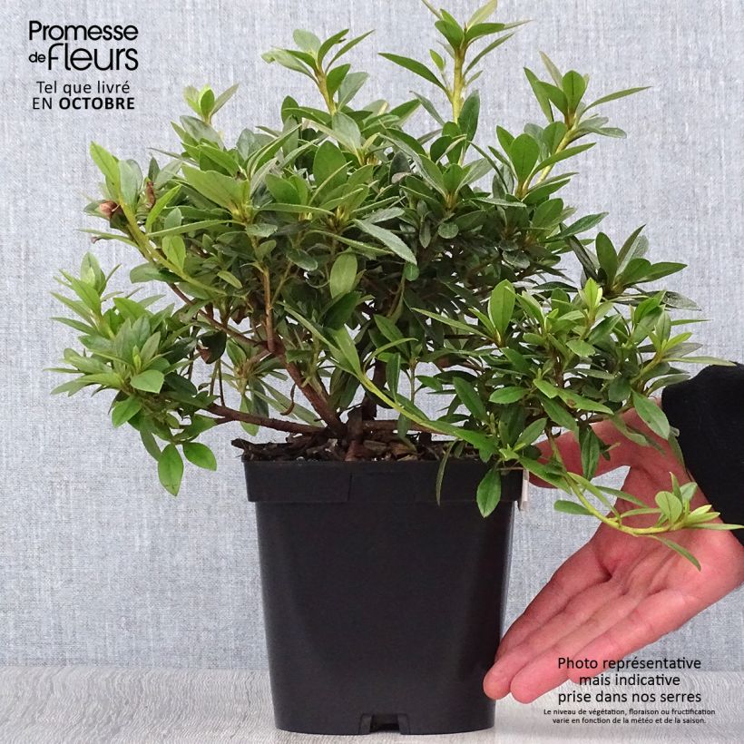 Ejemplar de Azalée du Japon Purple Splendor - Rhododendron hybride en pot de 2/3L entregado en otoño