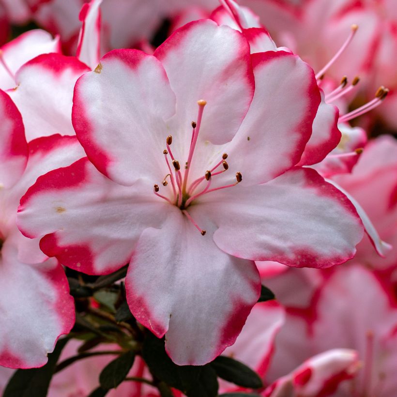 Azalea Sachsenstern (Floración)