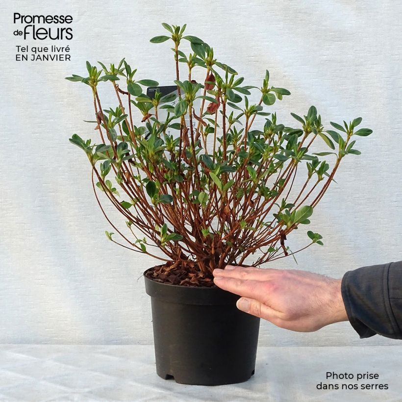 Azalée du Japon Schneewittchen - Rhododendron hybride en pot de 2/3L Ejemplar entregado en invierno