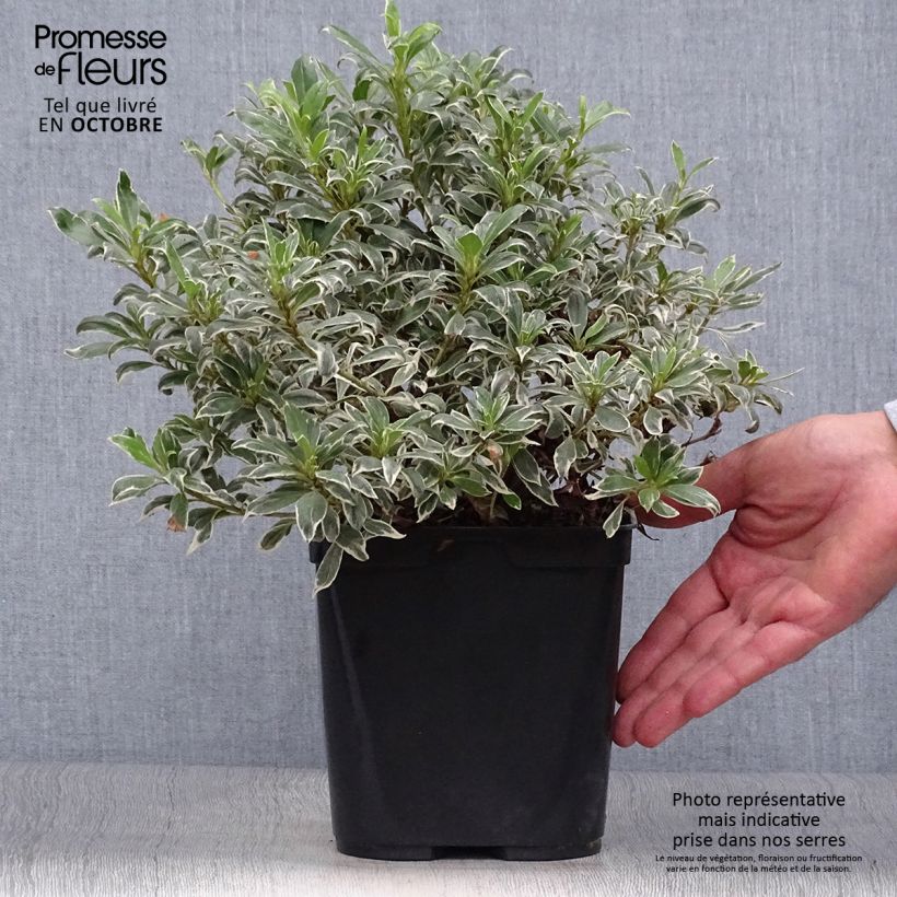 Ejemplar de Azalée du Japon Silver Queen - Rhododendron hybride Pot de 2L/3L entregado en otoño