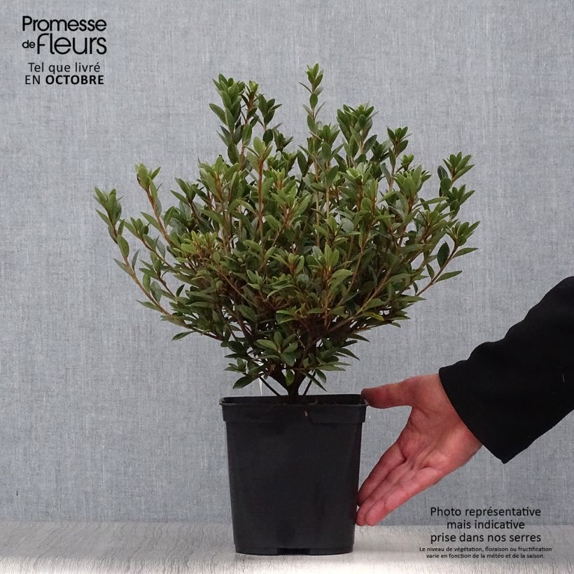 Ejemplar de Azalée du Japon Sylvester - Rhododendron hybride en pot de 2/3L entregado en otoño