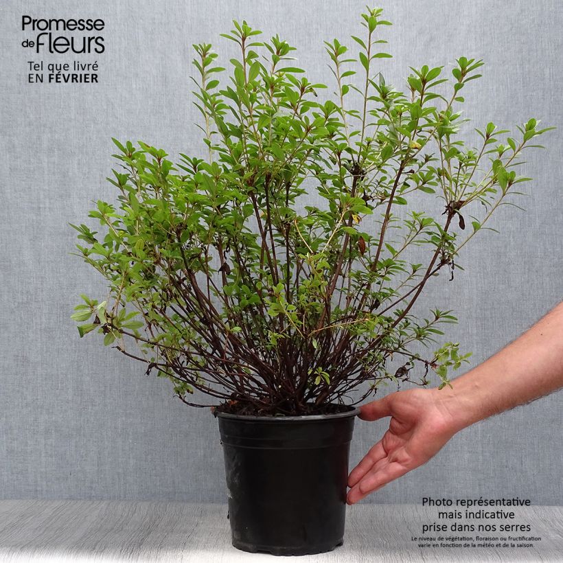 Ejemplar de Azalée du Japon Sylvester - Rhododendron hybride en pot de 4l/5l entregado en otoño