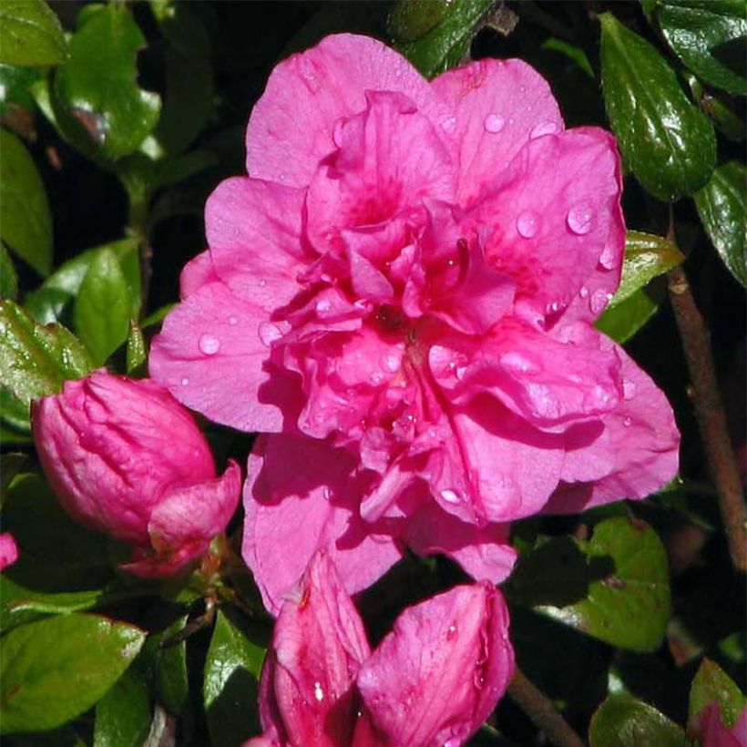 Azalea japonica Vuyk's Scarlet (Floración)