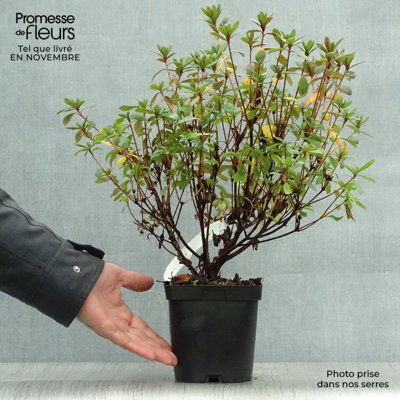 Ejemplar de Azalée du Japon Vuyk's Scarlet - Rhododendron hybride. Pot de 2L/3L entregado en otoño