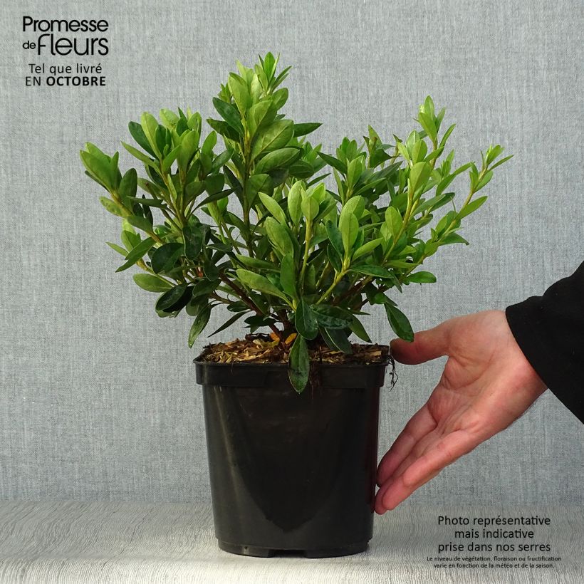 Ejemplar de Azalée du Japon White Prince - Rhododendron hybride Pot de 2L/3L entregado en otoño