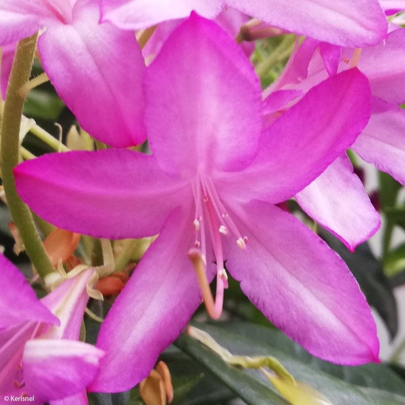 Azalea gowenianum (Floración)