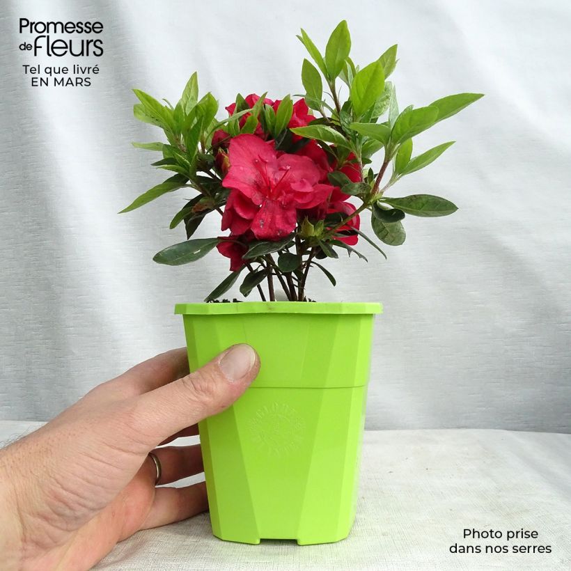 Azalée hybride ENCORE Autumn Fire en pot de 1L/1,5L Ejemplar entregado en invierno