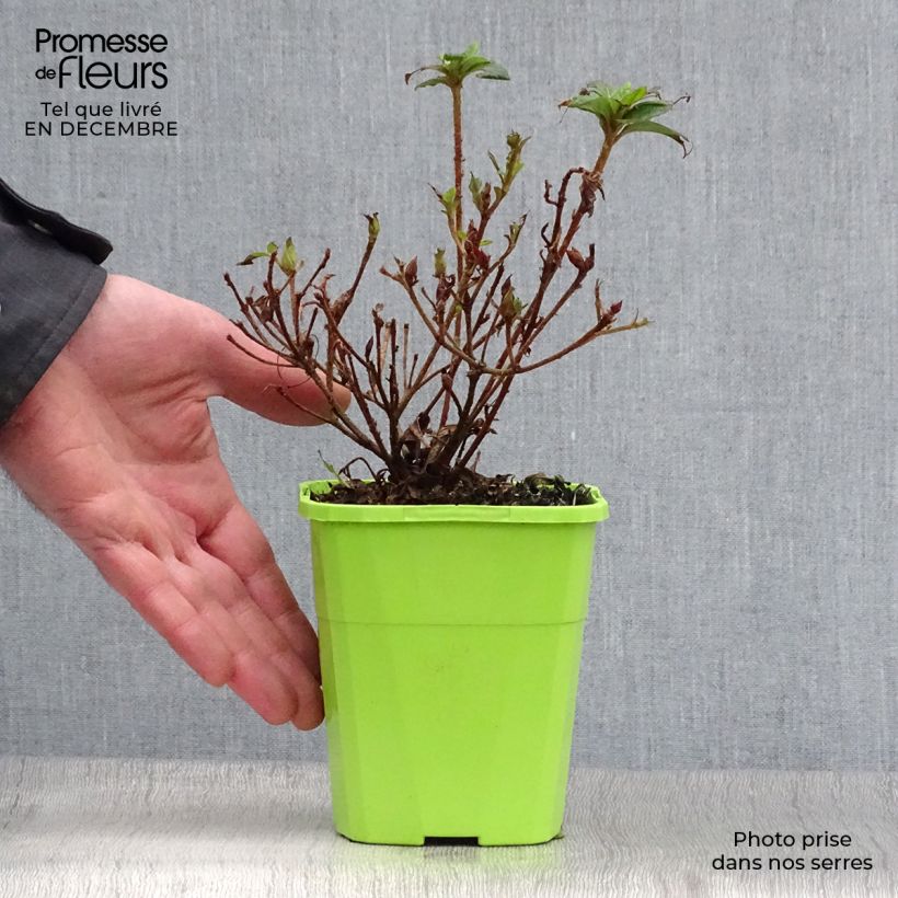 Azalée hybride ENCORE® Debutante Pot de 1L/1,5L Ejemplar entregado en invierno