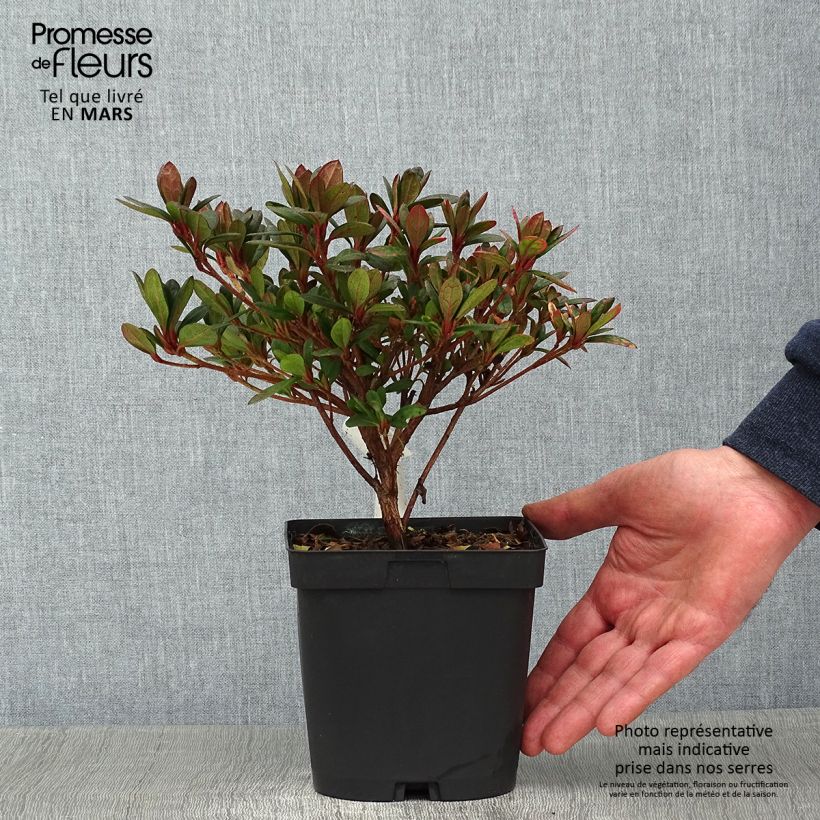 Azalée japonaise - Azalea japonica Arabesk en pot de 1.5L/2L Ejemplar entregado en invierno