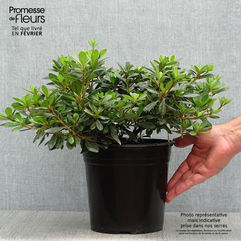 Ejemplar de Azalée japonaise - Azalea japonica Arabesk en pot de 4l/5l entregado en otoño