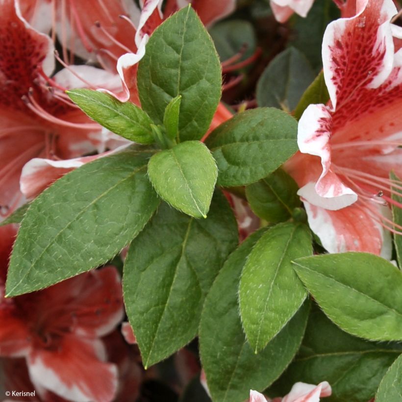 Azalea japonica Ben Morrisson (Follaje)