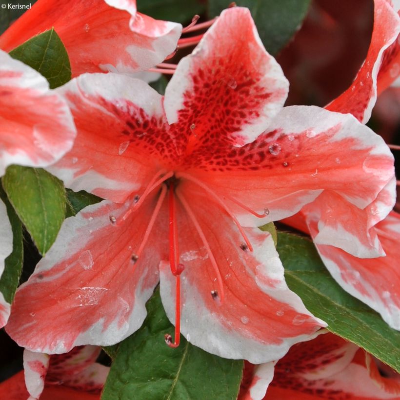 Azalea japonica Ben Morrisson (Floración)