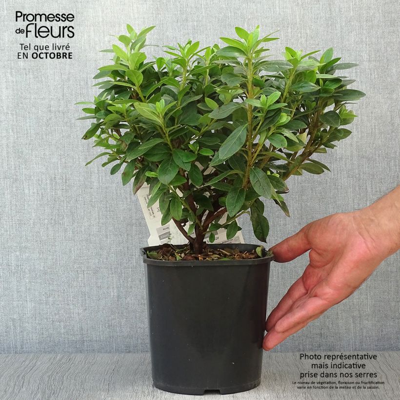 Ejemplar de Azalée japonaise - Azalea japonica Ben Morrisson  Pot de 2L/3L entregado en otoño