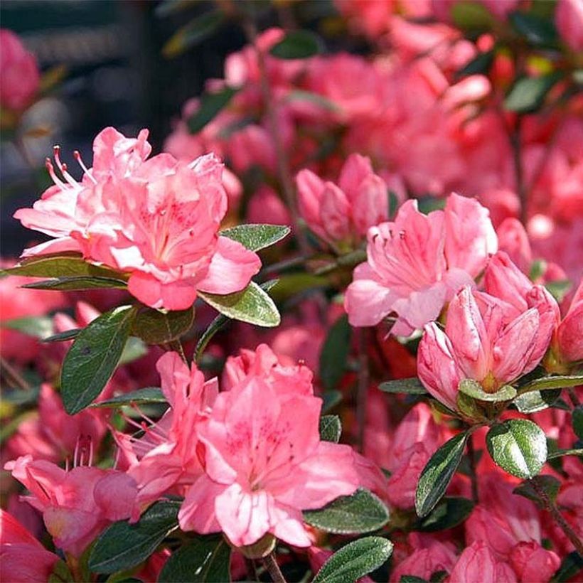 Azalea Blaauw's pink (Floración)