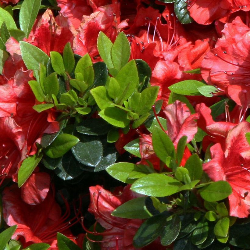 Azalea japonica Girard's scarlet (Follaje)