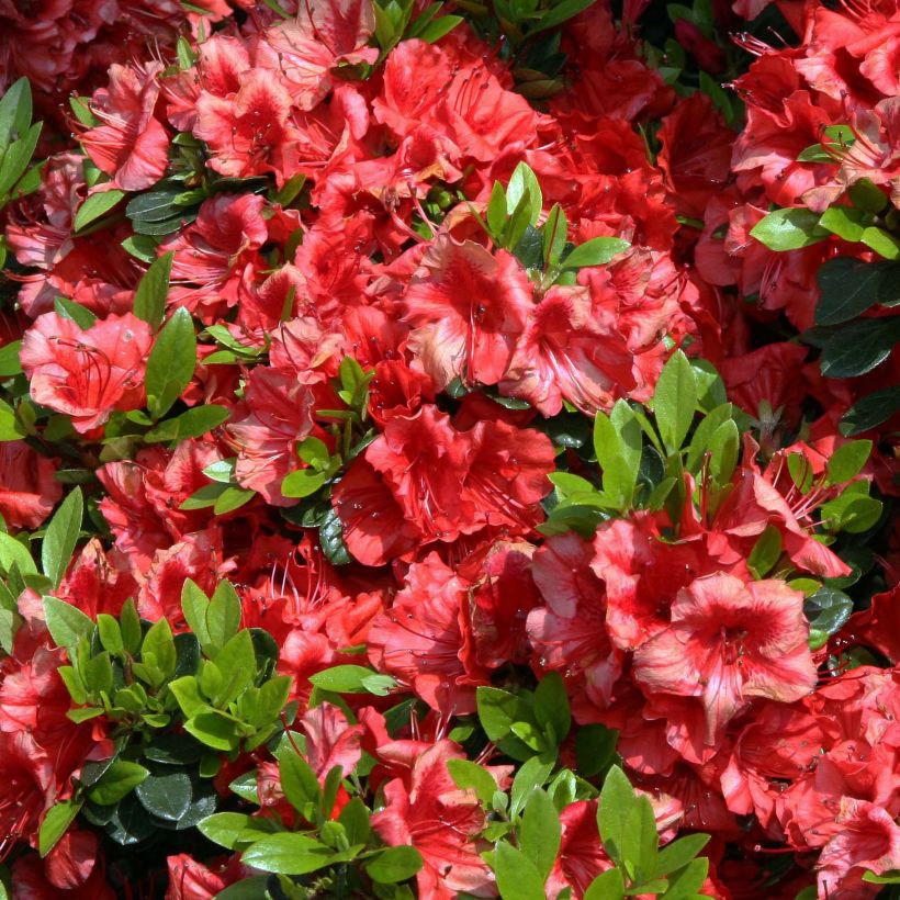 Azalea japonica Girard's scarlet (Floración)