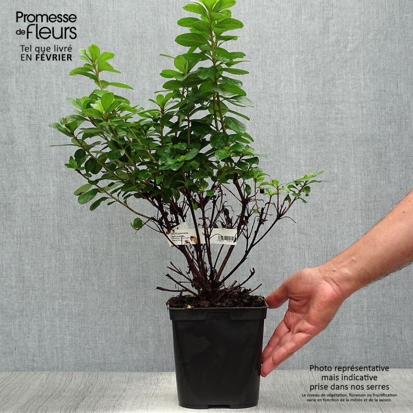 Ejemplar de Azalée japonaise Girard's Scarlet - Rhododendron hybride Pot de 2L/3L entregado en otoño