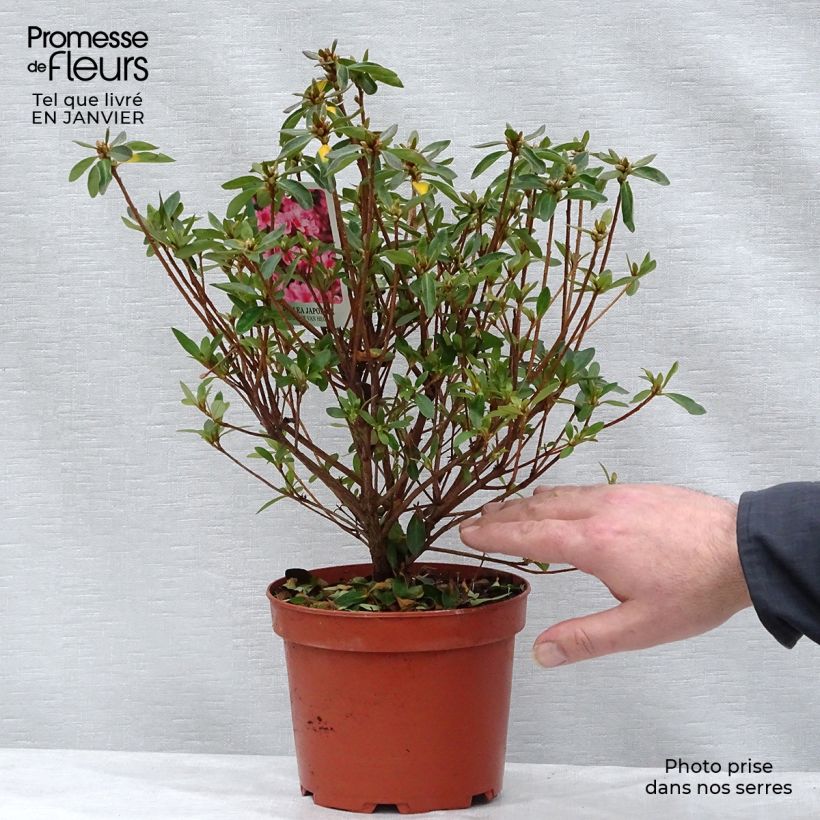 Azalée japonaise Mme Van Hecke en pot de 2l/3l Ejemplar entregado en invierno