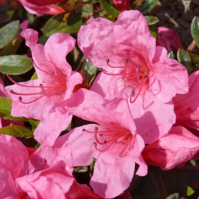 Azalea japonica Mme Van Hecke (Floración)