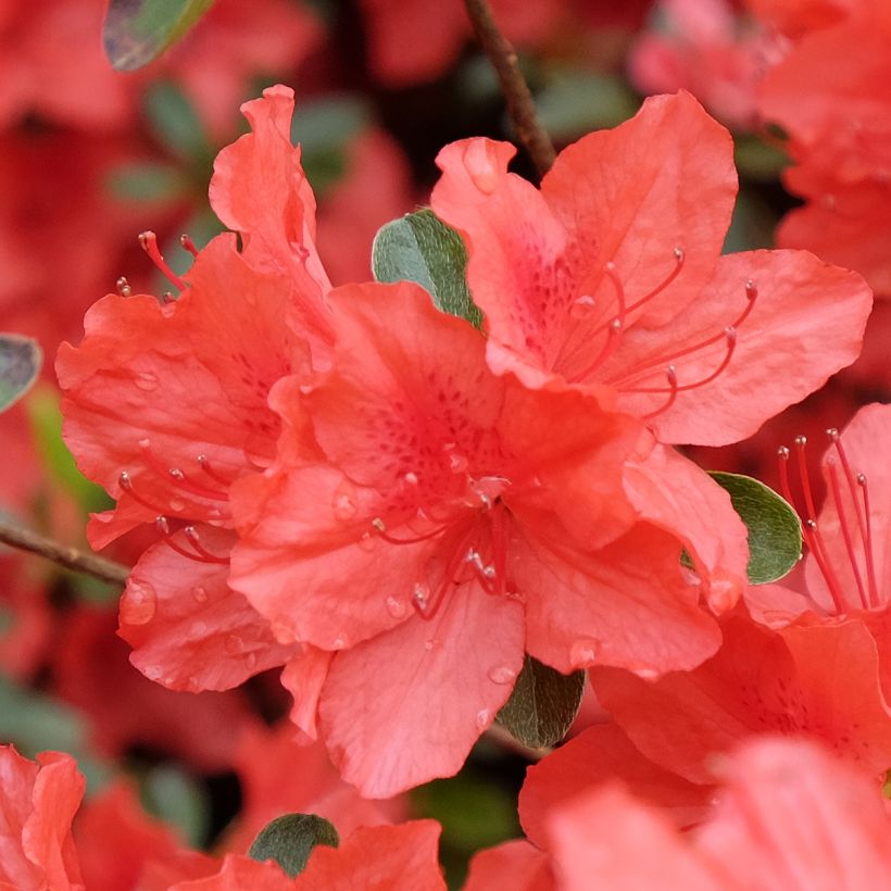 Azalea japonica Orange Beauty (Floración)