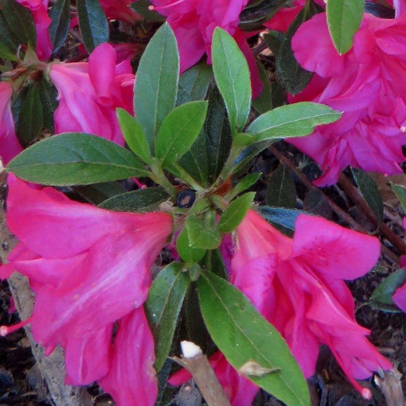 Azalea japonica Rosa King (Follaje)