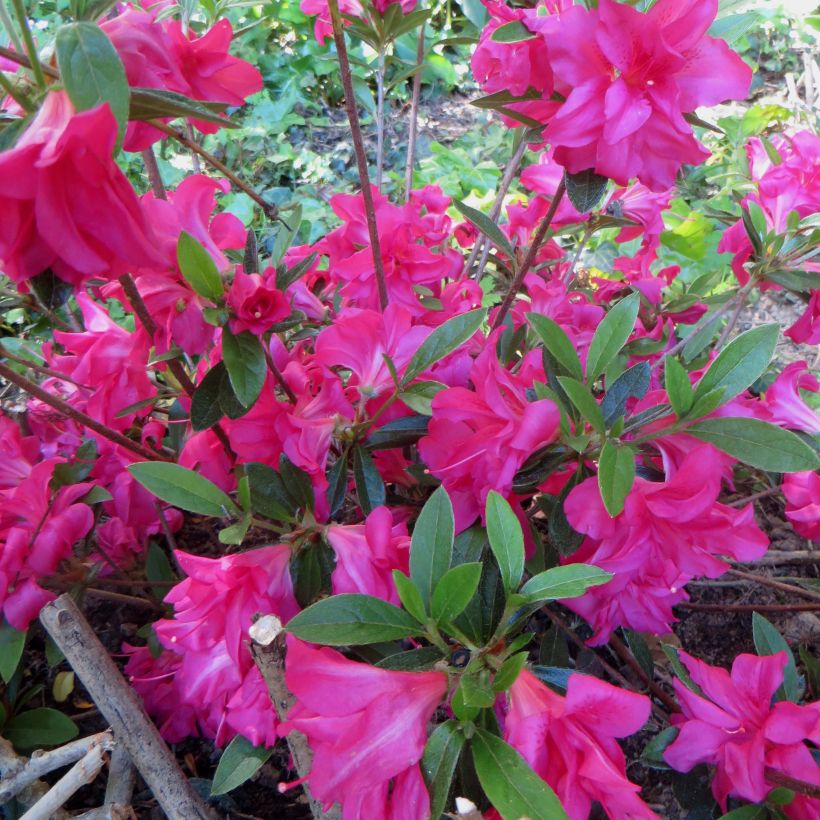 Azalea japonica Rosa King (Floración)