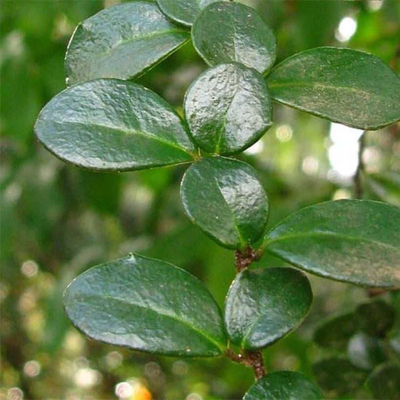 Azara microphylla (Follaje)