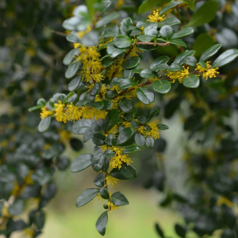 Azara microphylla (Floración)